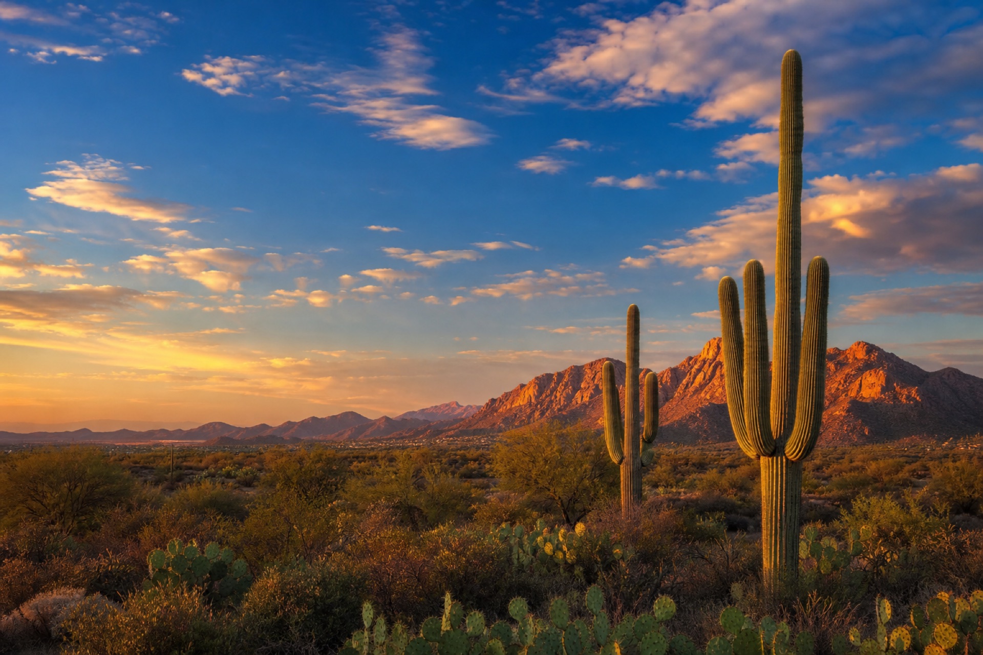 Saguaro cactus and the McDowell Mountains at golden hour in Scottsdale, Arizona